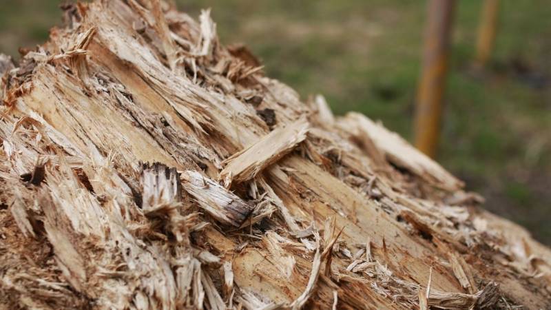 Punky Wood